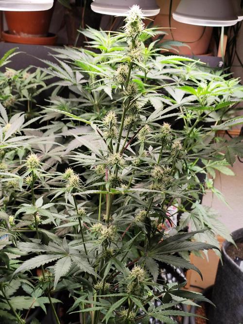 Blueberry Challenge Zammi / Sensi Seeds. Week 7 - Tag 55 Blueberry Zkittlez