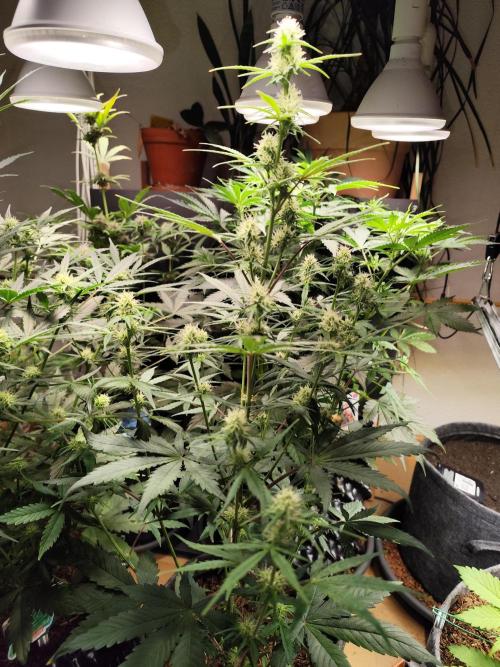 Blueberry Challenge Zammi / Sensi Seeds. Week 7