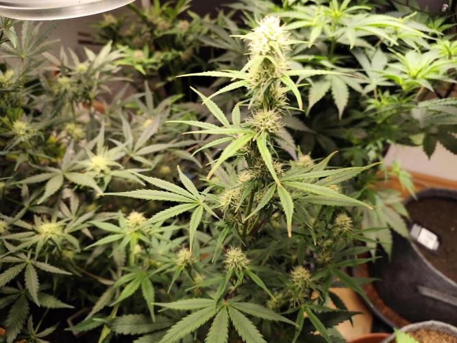 Blueberry Challenge Zammi / Sensi Seeds. Week 7