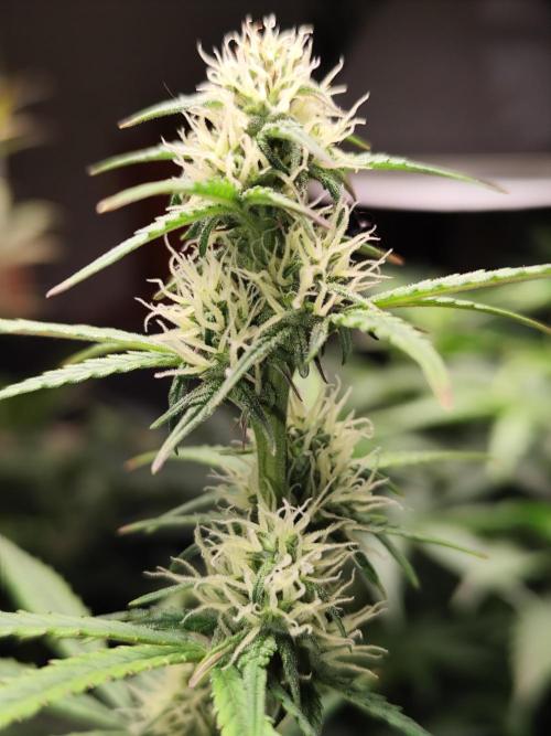 Blueberry Challenge Zammi / Sensi Seeds. Week 7