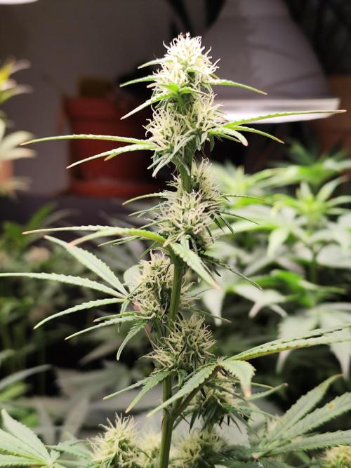 Blueberry Challenge Zammi / Sensi Seeds. Week 7