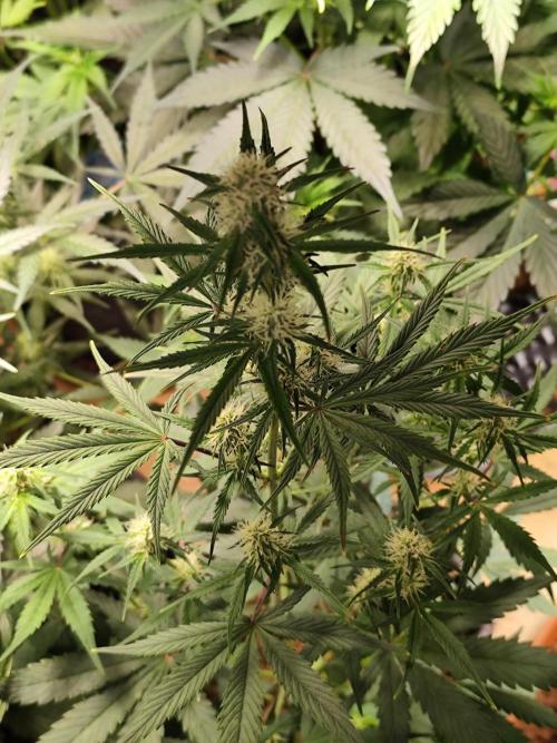 Blueberry Challenge Zammi / Sensi Seeds. Week 7