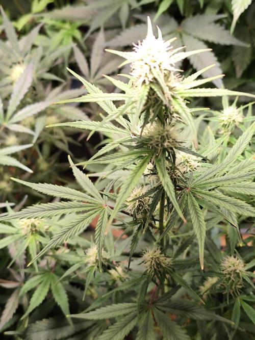 Blueberry Challenge Zammi / Sensi Seeds. Week 7