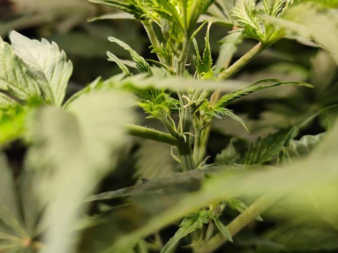 Tangerine Dream Automatic von Zamnesia. Week 7 - Tag 52