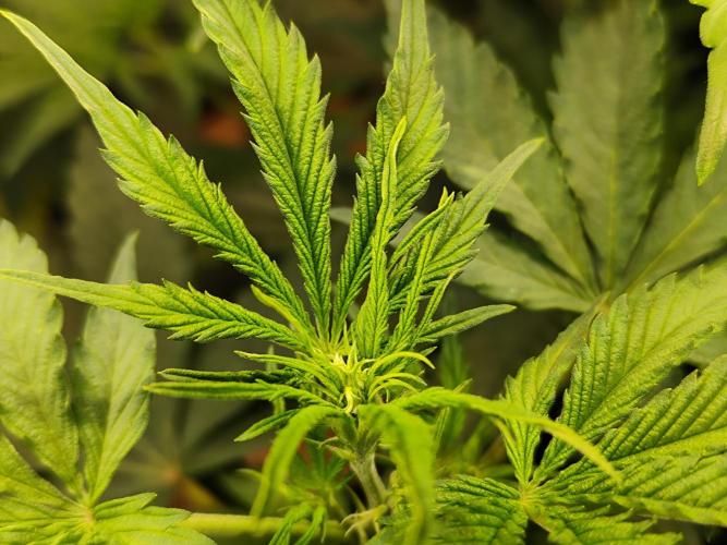 Tangerine Dream Automatic von Zamnesia. Week 7