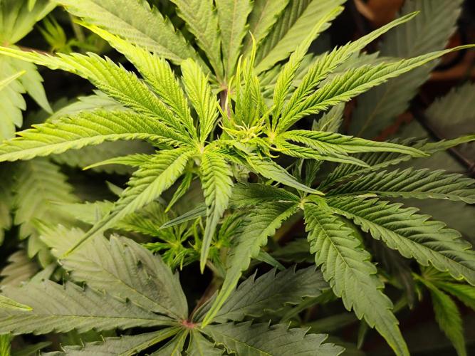 Tangerine Dream Automatic von Zamnesia. Week 7