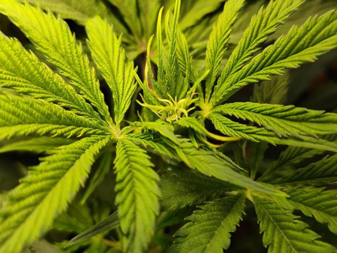 Tangerine Dream Automatic von Zamnesia. Week 7