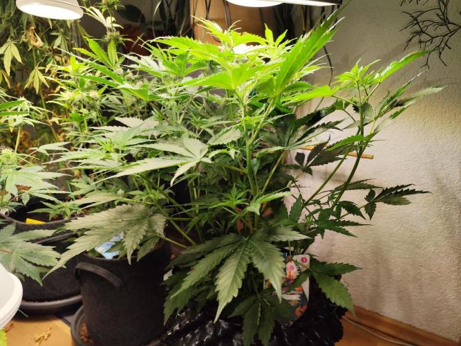 Tangerine Dream Automatic von Zamnesia. Week 7