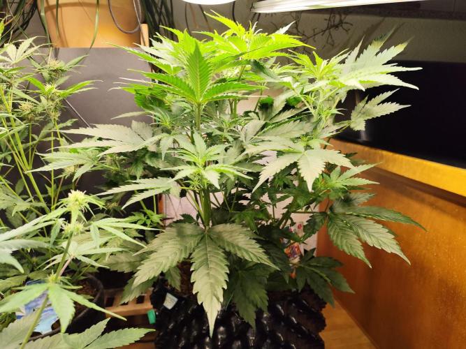 Tangerine Dream Automatic von Zamnesia. Week 7