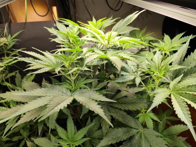 Tangerine Dream Automatic von Zamnesia. Week 7