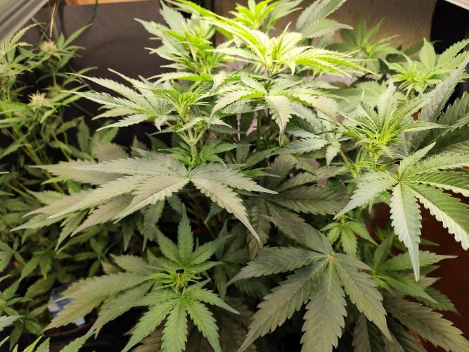 Tangerine Dream Automatic von Zamnesia. Week 7