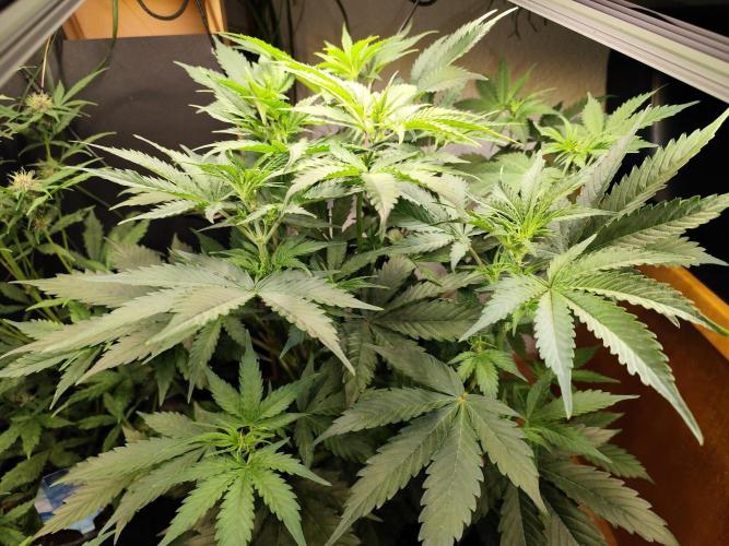 Tangerine Dream Automatic von Zamnesia. Week 7