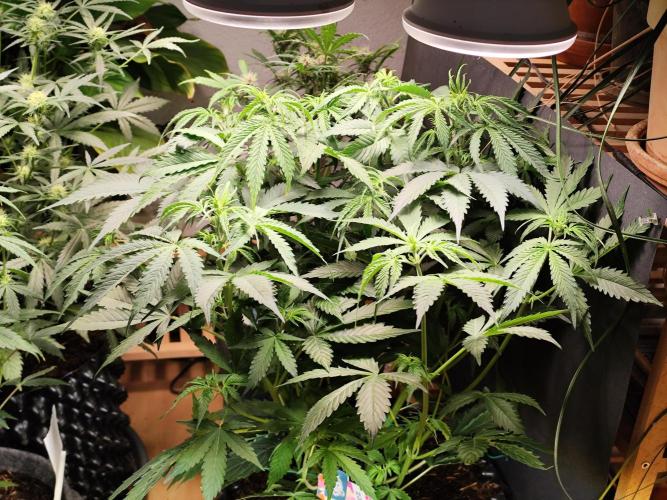 Tangerine Dream Automatic von Zamnesia. Week 7