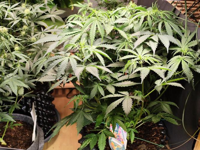 Tangerine Dream Automatic von Zamnesia. Week 7 - Tag 54