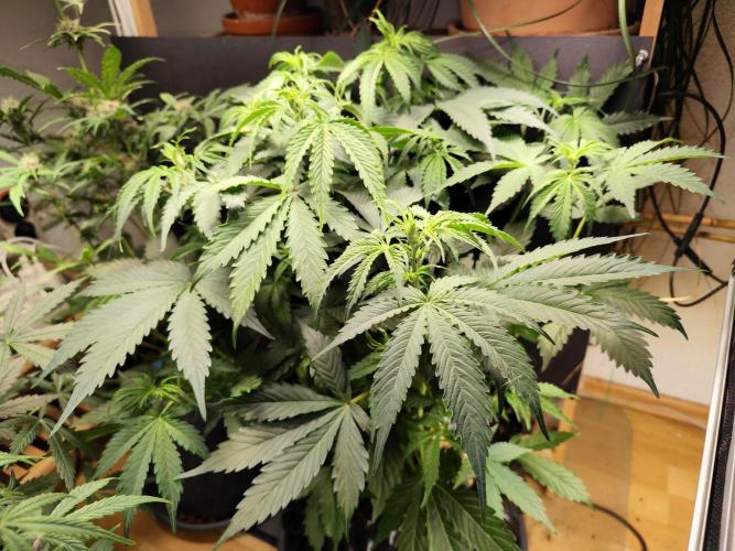 Tangerine Dream Automatic von Zamnesia. Week 7