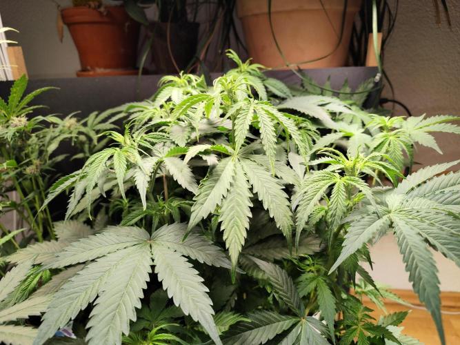 Tangerine Dream Automatic von Zamnesia. Week 7