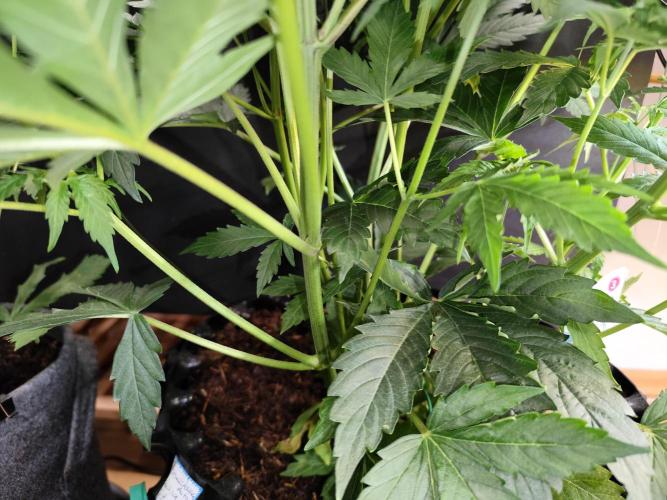 Tangerine Dream Automatic von Zamnesia. Week 7