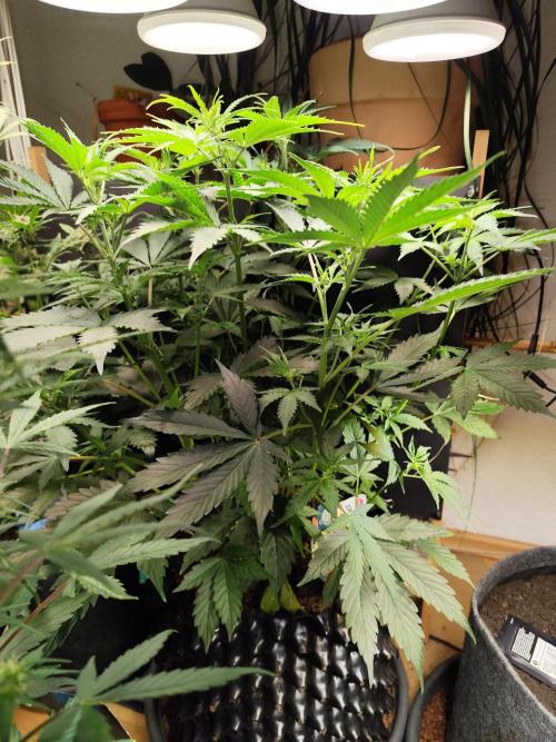 Tangerine Dream Automatic von Zamnesia. Week 7