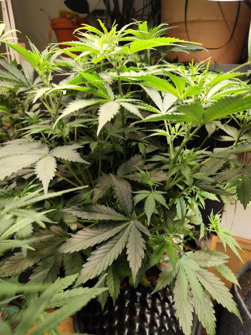 Tangerine Dream Automatic von Zamnesia. Week 7