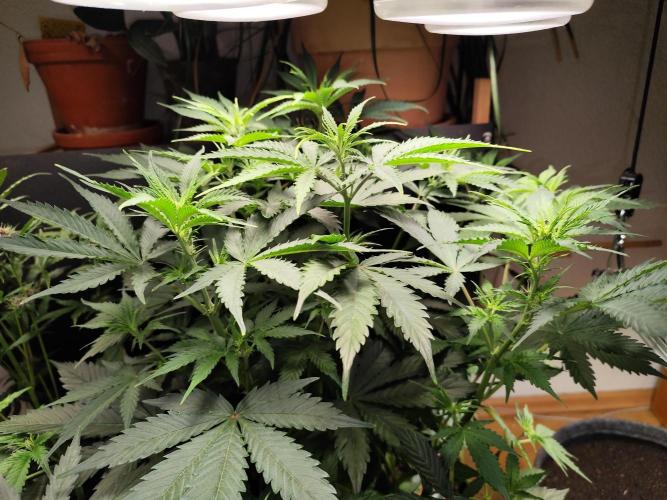 Tangerine Dream Automatic von Zamnesia. Week 7 - Tag 55