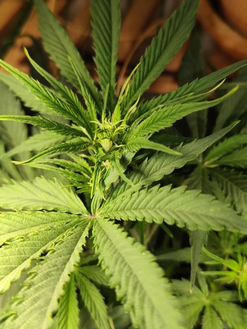 Tangerine Dream Automatic von Zamnesia. Week 7