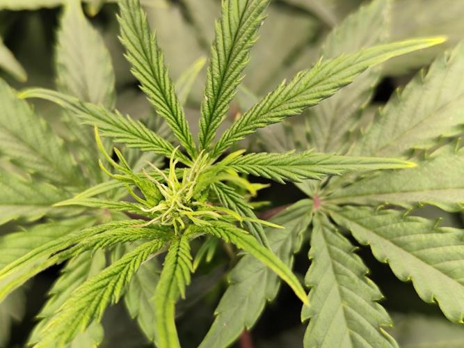 Tangerine Dream Automatic von Zamnesia. Week 7