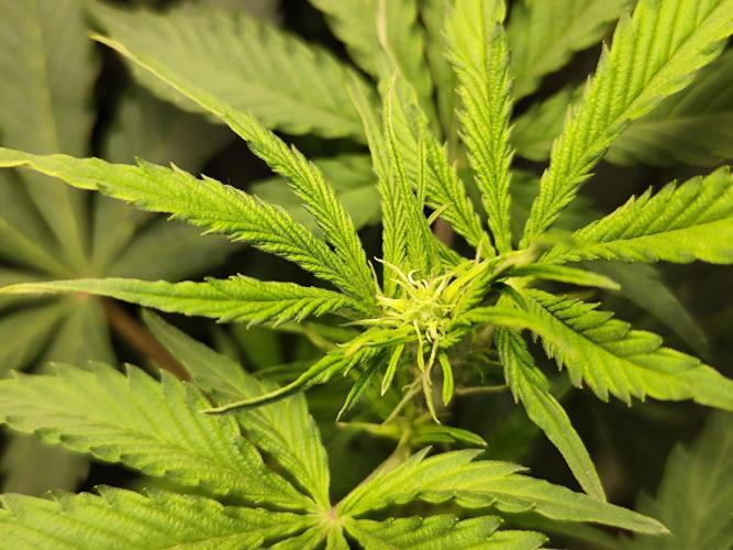 Tangerine Dream Automatic von Zamnesia. Week 7