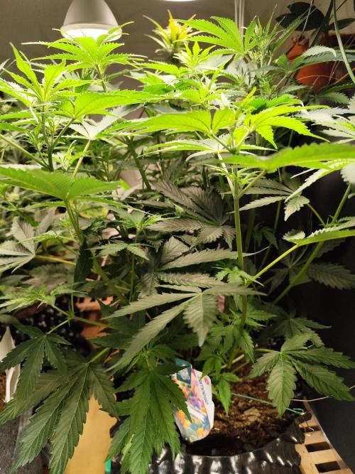 Tangerine Dream Automatic von Zamnesia. Week 7