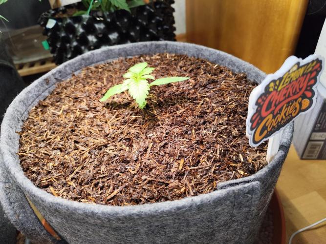 Lemon Cherry Cookies Auto von FastBuds. Week 3 - Tag 21