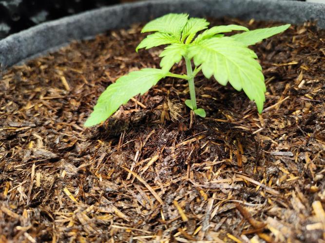 Lemon Cherry Cookies Auto von FastBuds. Week 3