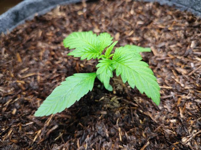 Lemon Cherry Cookies Auto von FastBuds. Week 3