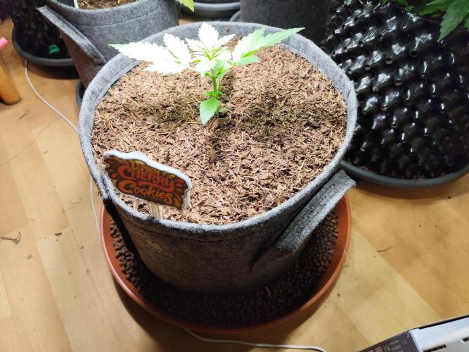 Lemon Cherry Cookies Auto von FastBuds. Week 3 - Tag 25