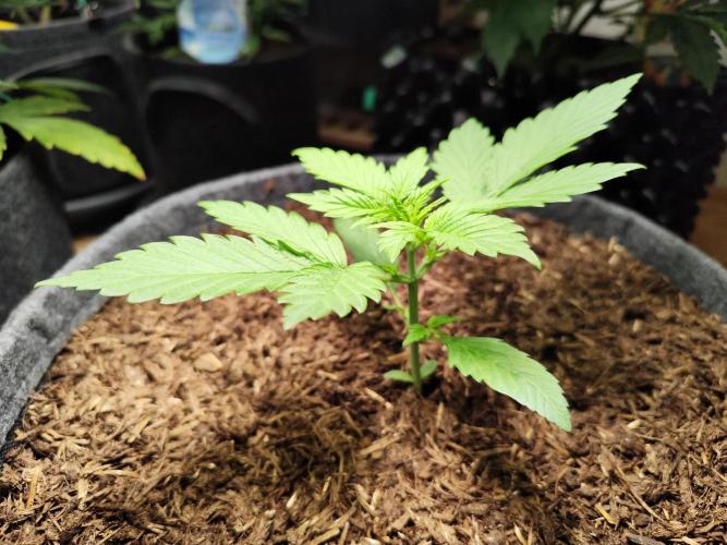 Lemon Cherry Cookies Auto von FastBuds. Week 3