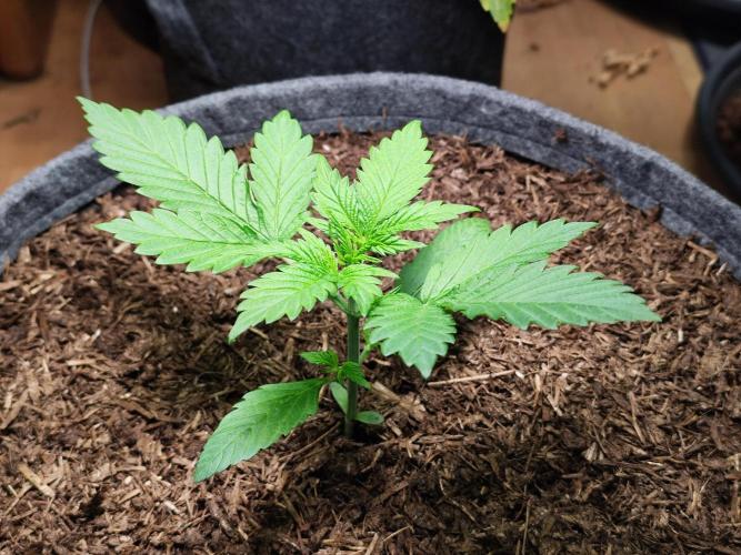 Lemon Cherry Cookies Auto von FastBuds. Week 3