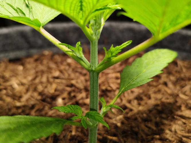 Lemon Cherry Cookies Auto von FastBuds. Week 3