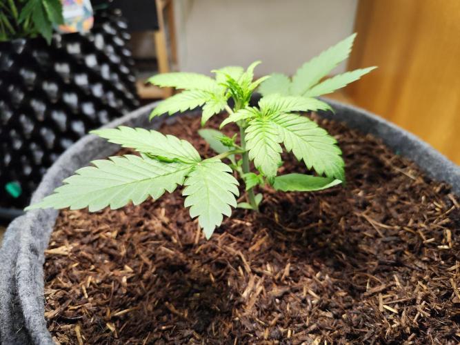 Lemon Cherry Cookies Auto von FastBuds. Week 3