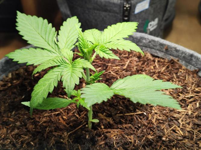 Lemon Cherry Cookies Auto von FastBuds. Week 3