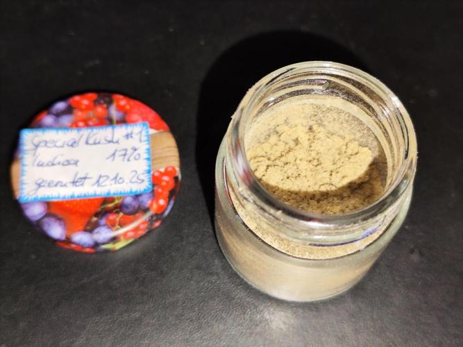 ROOTIES outdoor summer grow 2025. Week 36 - Tag 253