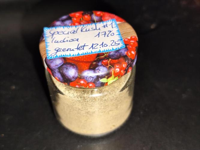 ROOTIES outdoor summer grow 2025. Week 36