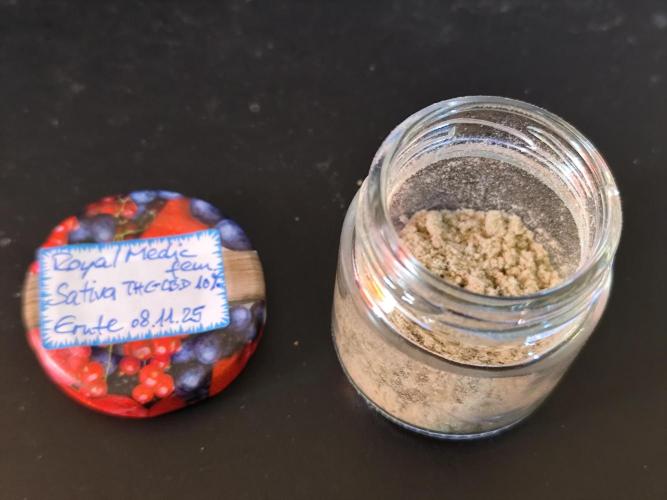 ROOTIES outdoor summer grow 2025. Week 36