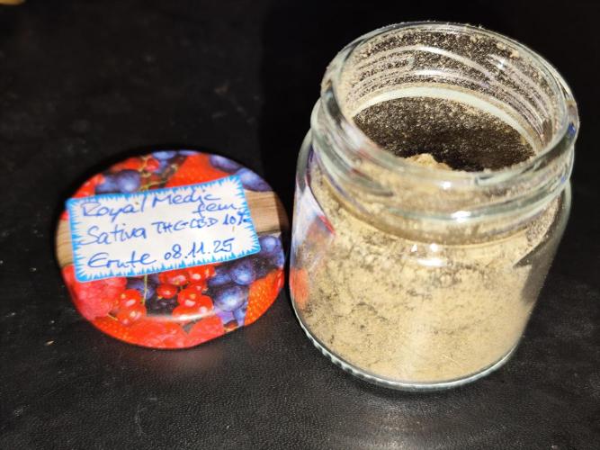 ROOTIES outdoor summer grow 2025. Week 36