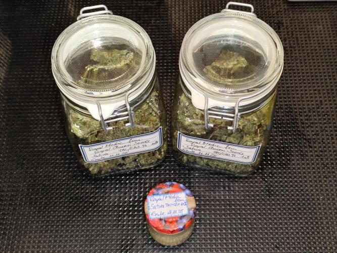 ROOTIES outdoor summer grow 2025. Week 36 - Tag 263