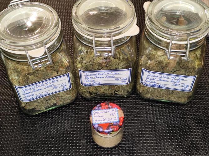 ROOTIES outdoor summer grow 2025. Week 36 - Tag 263