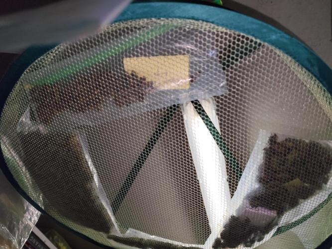 ROOTIES outdoor summer grow 2025. Week 36