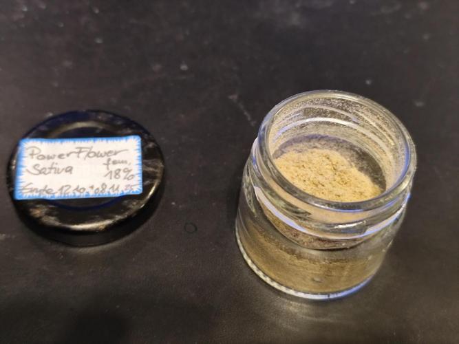 ROOTIES outdoor summer grow 2025. Week 36