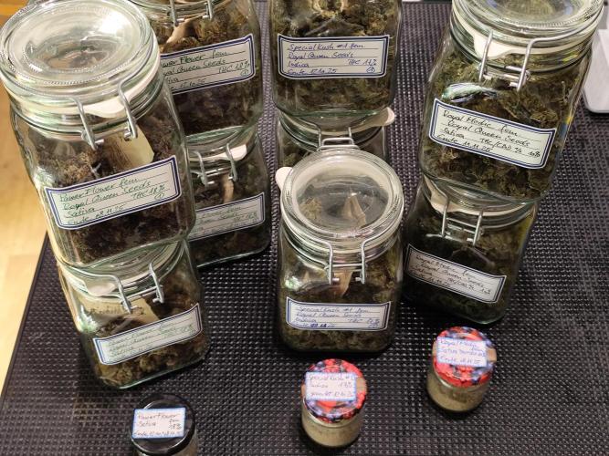 ROOTIES outdoor summer grow 2025. Week 36 - Gesammternte