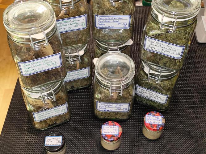 ROOTIES outdoor summer grow 2025. Week 36