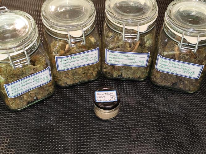 ROOTIES outdoor summer grow 2025. Week 36