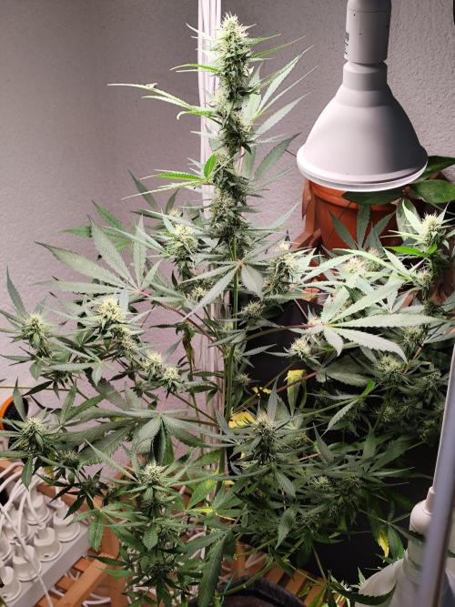 Rainbow Sherbet Automatic von Zamnesia. Week 8 - Tag 58