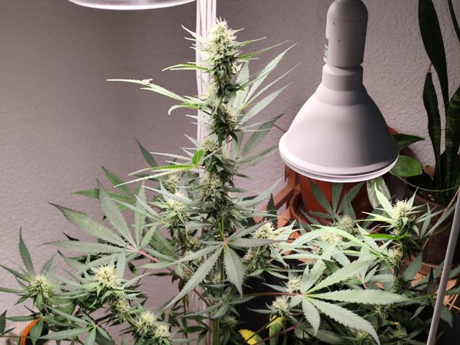 Rainbow Sherbet Automatic von Zamnesia. Week 8